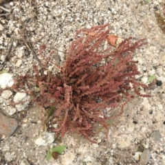 Crassula sieberiana (Austral Stonecrop) at Booth, ACT - 14 Apr 2021 by Liam.m