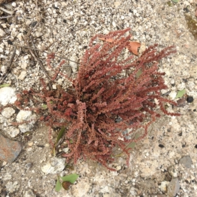 Crassula sieberiana (Austral Stonecrop) at Booth, ACT - 14 Apr 2021 by Liam.m