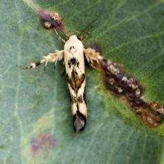 Stathmopoda melanochra (An Oecophorid moth (Eriococcus caterpillar)) at Higgins, ACT - 19 Feb 2021 by AlisonMilton