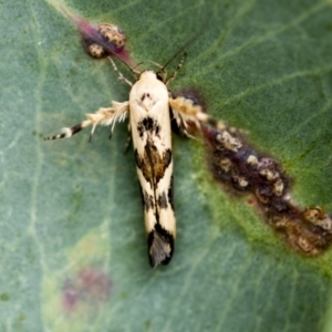 Stathmopoda melanochra at Higgins, ACT - 19 Feb 2021