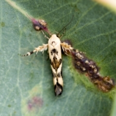 Stathmopoda melanochra at Higgins, ACT - 19 Feb 2021