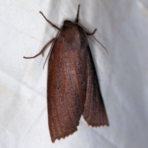 Paralaea porphyrinaria at Wyanbene, NSW - 16 Apr 2021