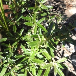 Olearia erubescens at Booth, ACT - 14 Apr 2021 01:21 PM