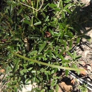 Olearia erubescens at Booth, ACT - 14 Apr 2021 01:21 PM