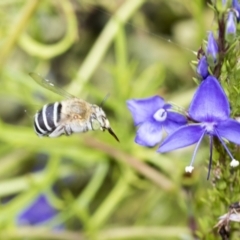 Amegilla sp. (genus) (Blue Banded Bee) at Higgins, ACT - 18 Feb 2021 by AlisonMilton