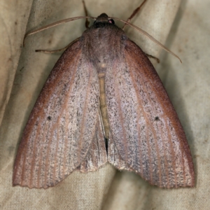 Paralaea porphyrinaria at Wyanbene, NSW - 16 Apr 2021 07:52 PM