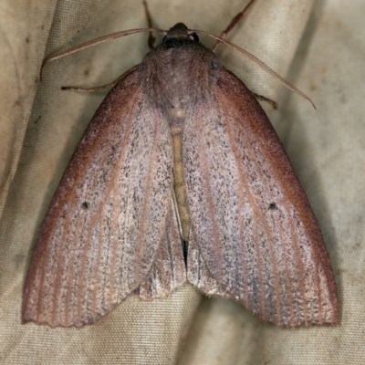 Paralaea porphyrinaria (Chestnut Vein Crest Moth) at Wyanbene, NSW - 16 Apr 2021 by ibaird