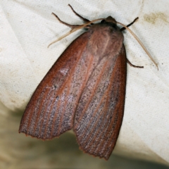 Paralaea porphyrinaria at Wyanbene, NSW - 16 Apr 2021 07:52 PM