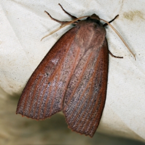 Paralaea porphyrinaria at Wyanbene, NSW - 16 Apr 2021 07:52 PM