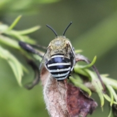 Amegilla sp. (genus) at Higgins, ACT - 19 Feb 2021