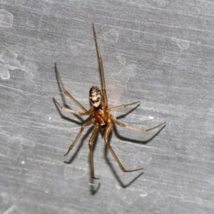 Steatoda grossa at Higgins, ACT - 25 Apr 2021