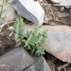 Pimelea sp. (Rice Flower) at Booth, ACT - 14 Apr 2021 by Liam.m