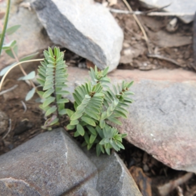 Pimelea sp. (Rice Flower) at Booth, ACT - 14 Apr 2021 by Liam.m