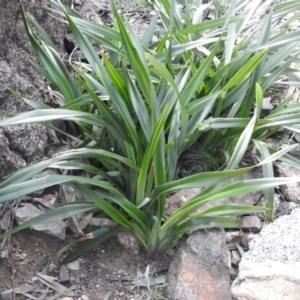 Dianella tasmanica at Booth, ACT - 14 Apr 2021 02:13 PM