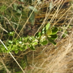 Olearia myrsinoides at Booth, ACT - 14 Apr 2021