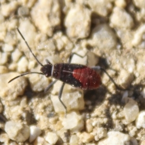 Leptocoris mitellatus at Gundaroo, NSW - 18 Apr 2021 02:46 PM