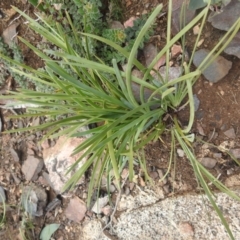 Lomandra (genus) (A Matrush) at Booth, ACT - 14 Apr 2021 by Liam.m