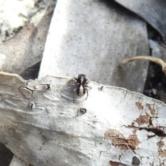 Euophryinae sp. (Rockhopper) undescribed at Booth, ACT - 14 Apr 2021 by Liam.m