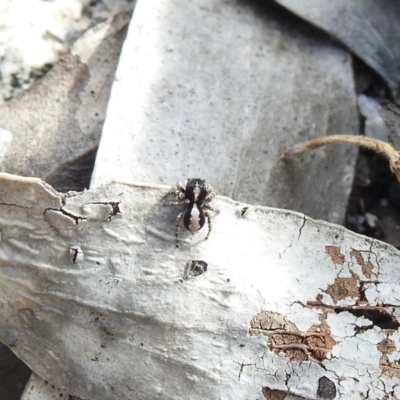 Euophryinae sp. (Rockhopper) undescribed (Euophryinae sp. (Rockhopper) undescribed) at Booth, ACT - 14 Apr 2021 by Liam.m