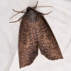 Paralaea beggaria (Peppermint Looper) at Wyanbene, NSW - 16 Apr 2021 by ibaird