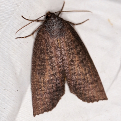 Paralaea beggaria (Peppermint Looper) at Wyanbene, NSW - 16 Apr 2021 by ibaird