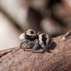 Euophryinae sp.(Striped Capuchin- undescribed) at Crace, ACT - 26 Apr 2021