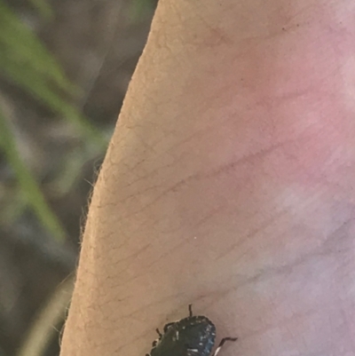 Pentatomidae (family) (Shield or Stink bug) at Ainslie, ACT - 7 Apr 2021 by Tapirlord