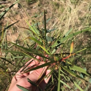 Acacia implexa at Ainslie, ACT - 7 Apr 2021