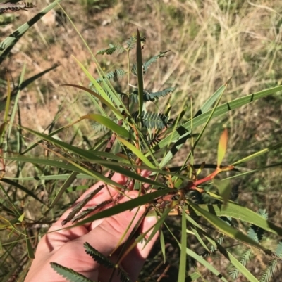 Acacia implexa (Hickory Wattle, Lightwood) at Ainslie, ACT - 7 Apr 2021 by Tapirlord