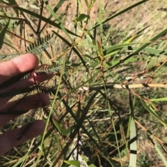 Acacia implexa at Ainslie, ACT - 7 Apr 2021