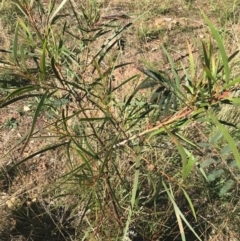 Acacia implexa at Ainslie, ACT - 7 Apr 2021