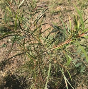 Acacia implexa at Ainslie, ACT - 7 Apr 2021