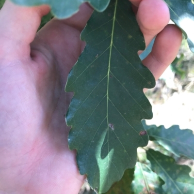 Quercus robur (English Oak) at Mount Ainslie - 7 Apr 2021 by Tapirlord