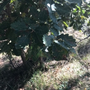 Quercus robur at Campbell, ACT - 7 Apr 2021 02:40 PM