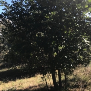 Quercus robur at Campbell, ACT - 7 Apr 2021 02:40 PM