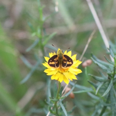 Ocybadistes walkeri (Green Grass-dart) at O'Connor, ACT - 23 Feb 2021 by ConBoekel