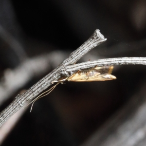 Lecithoceridae (family) at O'Connor, ACT - 23 Feb 2021 01:31 PM