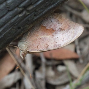 Heteronympha merope at O'Connor, ACT - 23 Feb 2021 01:47 PM