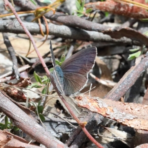 Erina hyacinthina at O'Connor, ACT - 23 Feb 2021