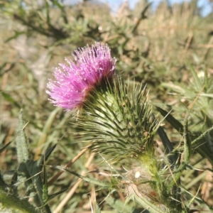 Cirsium vulgare at Isabella Plains, ACT - 4 Mar 2021