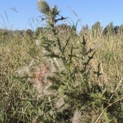 Cirsium vulgare at Isabella Plains, ACT - 4 Mar 2021 06:38 PM