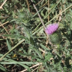 Cirsium vulgare at Isabella Plains, ACT - 4 Mar 2021 06:38 PM