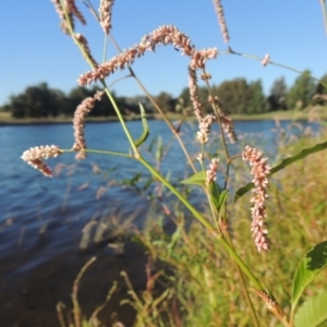 Persicaria lapathifolia at Monash, ACT - 4 Mar 2021