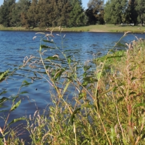 Persicaria lapathifolia at Monash, ACT - 4 Mar 2021