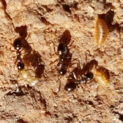 Stigmacros sp. (genus) (An Ant) at Downer, ACT - 27 Apr 2021 by trevorpreston