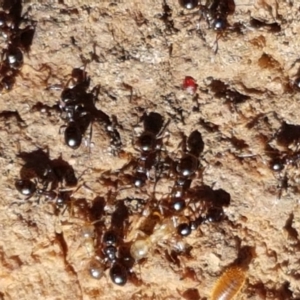 Stigmacros sp. (genus) at Downer, ACT - 27 Apr 2021 10:25 AM