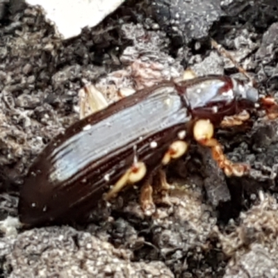 Alleculinae sp. (Subfamily) (Unidentified Comb-clawed beetle) at Downer, ACT - 27 Apr 2021 by trevorpreston