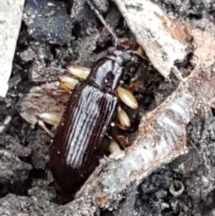 Alleculinae sp. (Subfamily) at Downer, ACT - 27 Apr 2021 10:37 AM