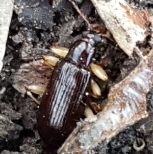 Alleculinae sp. (Subfamily) at Downer, ACT - 27 Apr 2021 10:37 AM