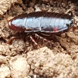 Blattidae sp. (family) at Molonglo Valley, ACT - 27 Apr 2021 10:39 AM